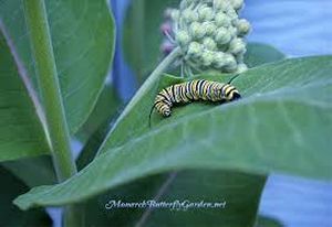 uploads/images/pest/marigold bihary hairy caterpillar.jpg